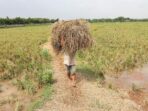 Petani di Indonesia Diimbau Menggunakan Kecerdasan Buatan untuk Meningkatkan Produksi