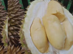 Hanya Rp 5000 Saja, Durian Super Murah di Tiga Kecamatan Selain Sumberjambe