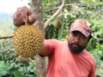 Nikmatnya Durian Sunrise Wonosalam Jombang, Meskipun Mungil tapi Banyak yang Mengincarnya