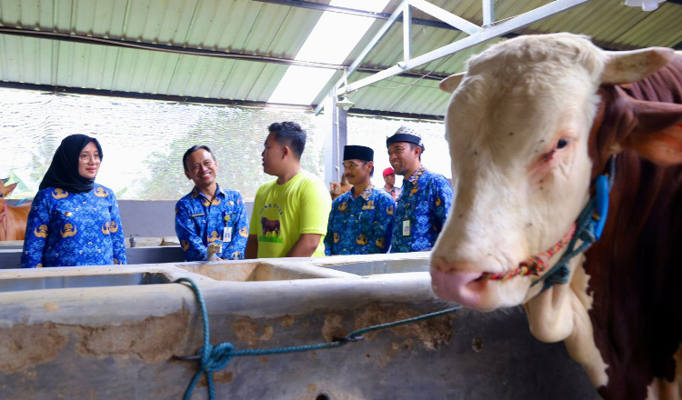 Peternakan Sapi di Banyuwangi Menghasilkan Omzet Miliaran Rupiah, Dibeli oleh Jokowi dan Ma’ruf Amin