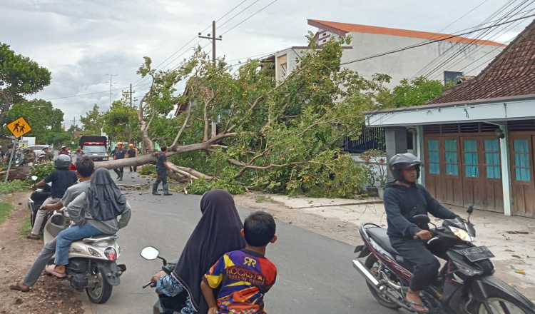 Penghubung Antarkecamatan di Magetan Terputus Akibat Pohon Tumbang