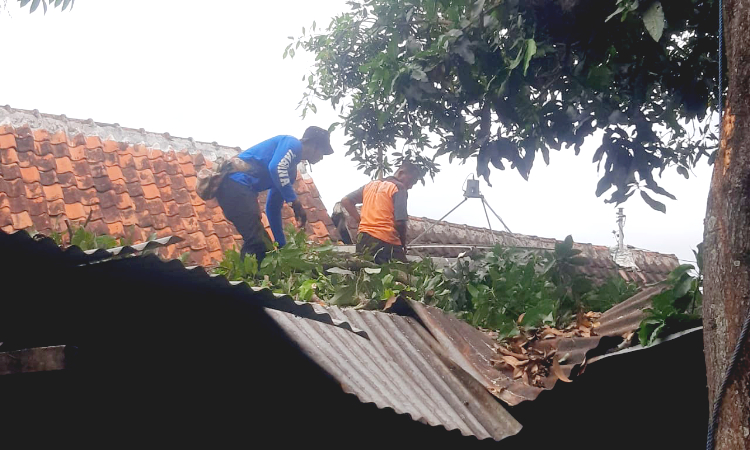 Pohon Mangga Jumbo di Situbondo Tumbang dan Menimpa Rumah Warga akibat Diterjang Angin Kencang