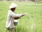 Petani di Bondowoso Mengancam untuk Boikot Pembayaran Pajak karena Disinyalir Penyaluran Pupuk Bersubsidi di Kecamatan Pakem Bermasalah