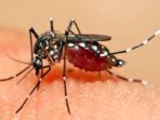 Seorang Warga Kota Blitar Meninggal Akibat Gigitan Nyamuk Aedes Aegypti