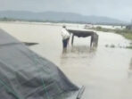 Banjir Melanda Sampang: Tambak Garam dan Udang Tergenang, Mengalami Kerugian