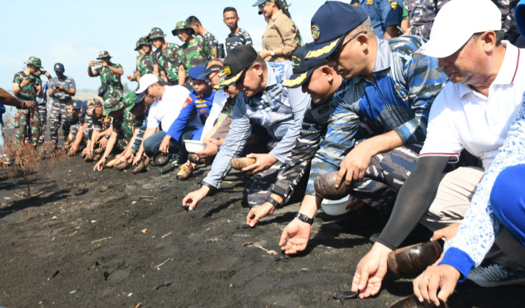 Koarmada II Melaksanakan Rangkaian Operasi Trisila dengan Tanam Mangrove dan Melepaskan Tukik di Banyuwangi