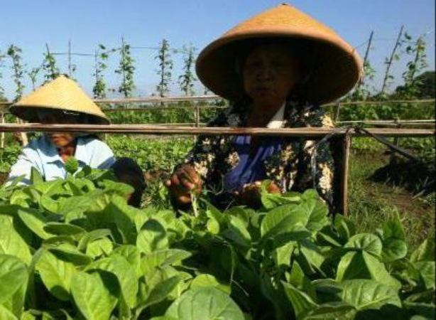 20 Ribu Buruh Tani Tembakau di Jember Dilindungi oleh BPJS Ketenagakerjaan