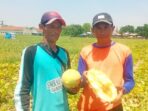 Petani Timun Mas di Jombang Gagal Panen Akibat Hujan Deras