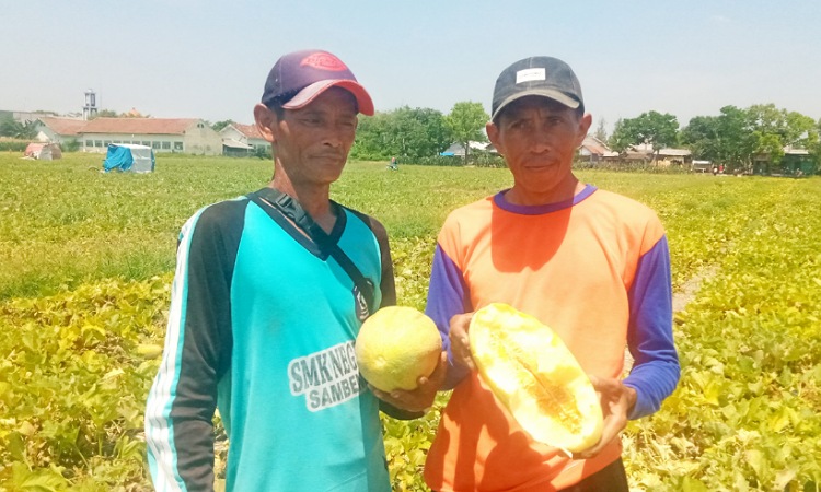 Petani Timun Mas di Jombang Gagal Panen Akibat Hujan Deras